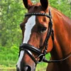 KL Select Red Barn Cadence Dressage Bridle