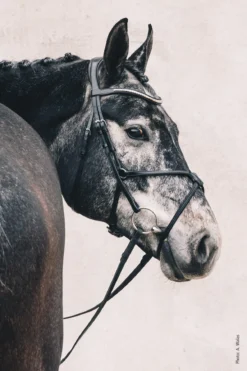 Schockemohle Rio Select Anatomical Bridle -Equestrian Supplies Store scho2