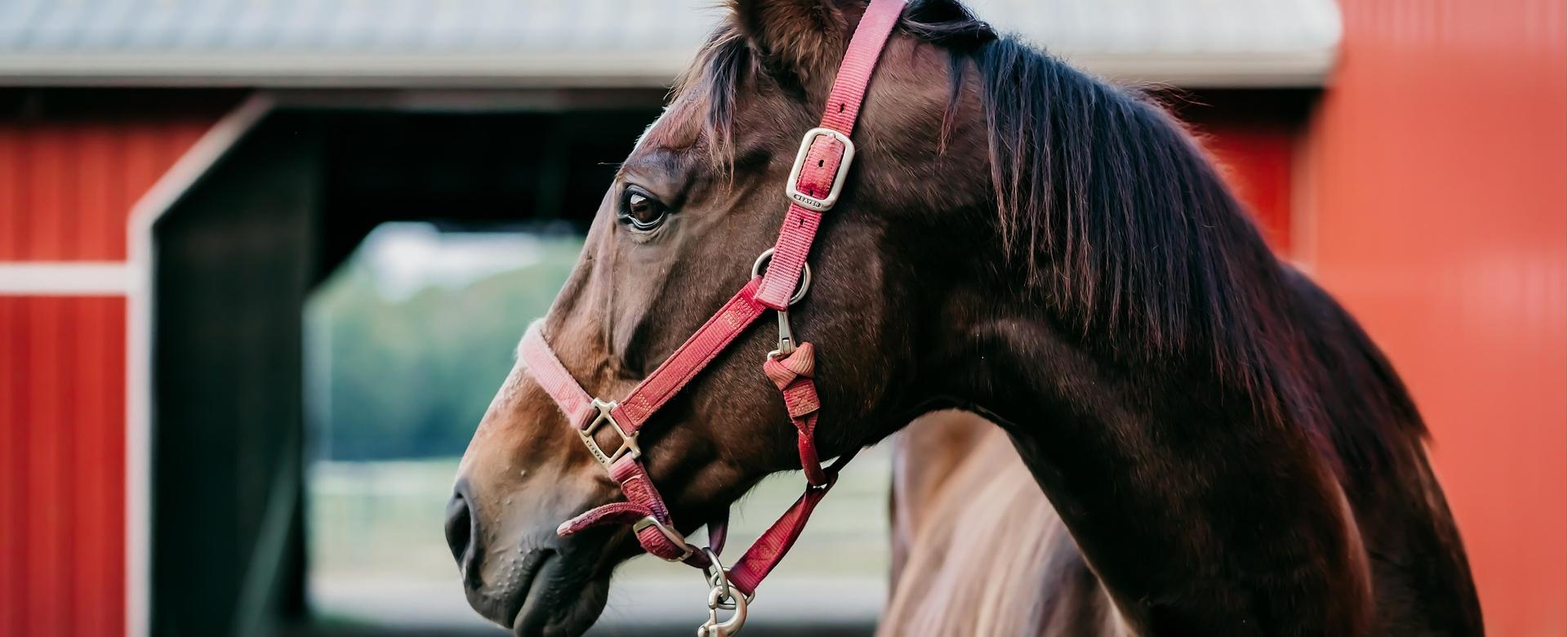 Equestrian Supplies Store -Equestrian Supplies Store horse 7481726 1920